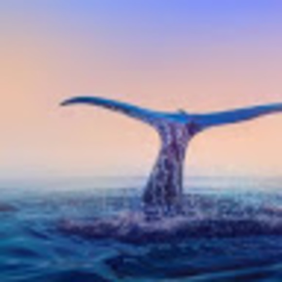 Meet your Posher, Vianey - Picture 1 of 1